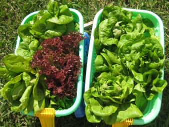 Lil gardeners love helping me harvest the lettuce with their wagons!