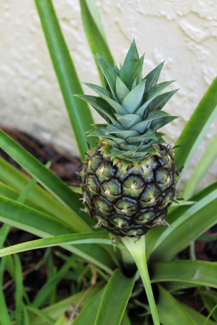 pineapple1